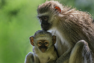 A female vervet monkey holding her baby