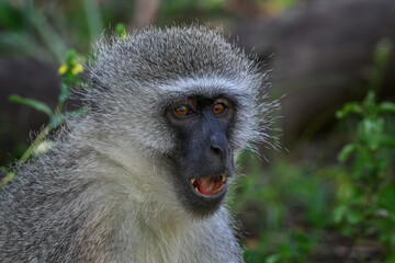 Closeup of a vervet monkey