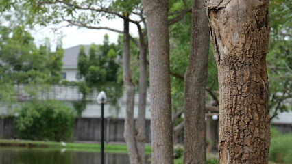 Serene Landscape with Tree Bark by Still Water Surrounded by Lush Greenery