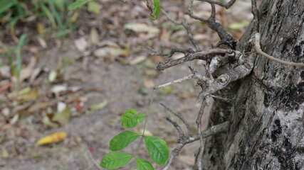 Close-Up of Green Leaves on a Twisted Branch of a Tree in Natural Environment