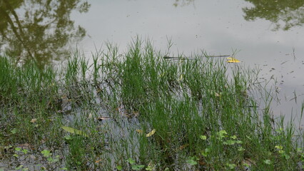 Lush Green Grass by Calm Water Surface Reflecting Trees and Natural Environment