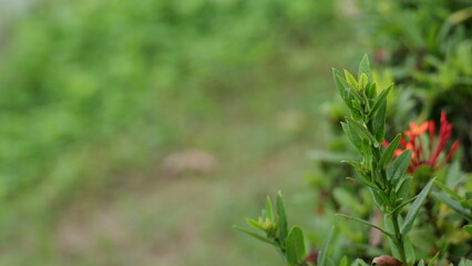 Vibrant Green Leaves with Bright Red Flowers in a Natural Outdoor Setting