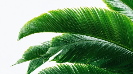 Obraz premium Lush Green Palm Fronds Displaying Vibrant Color and Intricate Leaf Structure Against White Background