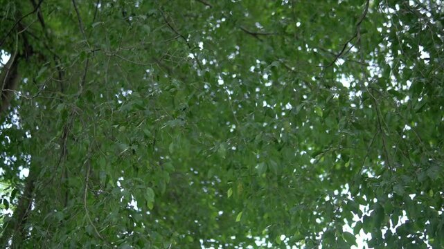 Tall forest banyan trees with dense green canopies, intertwined trunks, and lush foliage create a tranquil natural atmosphere.