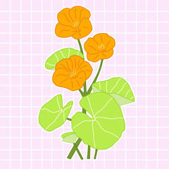 Nasturtium Flower Botanical Illustration on Pink Grid Background