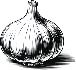 Detailed black and white engraving style illustration of a single bulb of garlic casting a strong shadow for culinary projects.