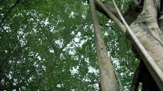 Tall forest banyan trees with dense green canopies, intertwined trunks, and lush foliage create a tranquil natural atmosphere.