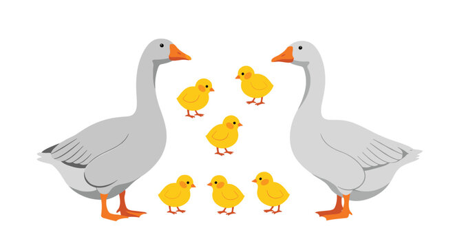 Two large gray geese face each other with a group of bright yellow goslings between them creating a charming waterfowl family scene.