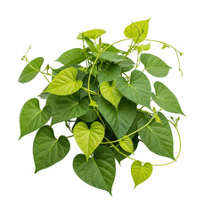 Lush green heartleaf plant display environment view isolated on transparent background