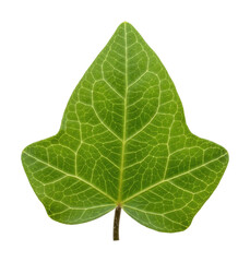 Obraz premium Exploring green ivy leaf details nature vibrant environment isolated on transparent background