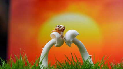 Macro photo of a small brown snail sitting on a fresh mushroom