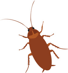 colorado potato beetle