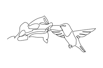 A continuous line of text shows a hummingbird flying in the air, feeding on nectar from a flower. one line drawn. linear concept. Editable stroke. © Proongnee