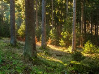 Natural Forest of Spruce Trees in the warm light of the evening sun, Thuringia, Germany