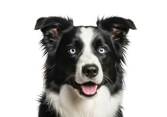 Fototapeta premium Closeup portrait of a border collie isolated on transparent background