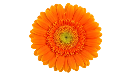 Bright orange gerbera daisy close-up