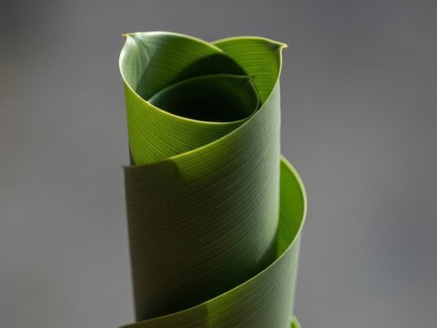 Minimalist Macro of Closed Monocot Leaf Cylinder