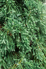 A close-up macro shot showing the details of pine branches, ideal as a background.