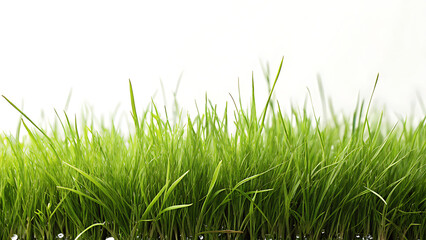 Vibrant green grass under clear sky