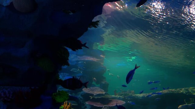 Colorful tropical fish swimming inside a giant reef style aquarium. Underwater scene featuring marine life, coral reef atmosphere, clear water and peaceful aquatic environment. Ideal for concepts rela
