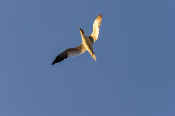 Northern gannet (Morus bassanus) flying with wings spread, illuminated by warm golden light against a clear blue sky.