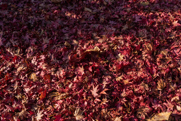 Ground covered with red autumn maple leaves under warm sunlight, creating a rich seasonal texture background with natural patterns and cozy fall atmosphere.