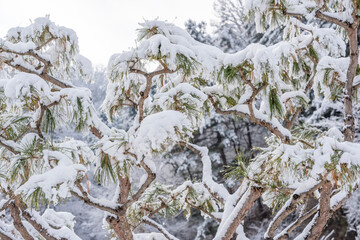 Snow-covered pine tree branches with fresh white snow and green needles, creating a rich winter nature scene with organic shapes and a calm seasonal atmosphere.