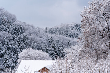 Snow-covered forest landscape with a small house roof nestled among frosted trees, creating a peaceful winter countryside scene with a calm and cozy atmosphere.