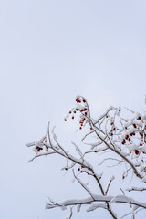 Snow-covered tree branches with bright red berries against a soft winter sky, creating a minimal yet vivid seasonal nature background with strong color contrast.