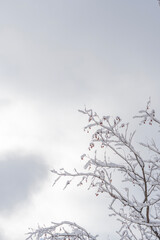 Snow-covered tree branches with small red berries softly backlit by winter light against a pale sky, creating an airy minimal background with generous copy space.