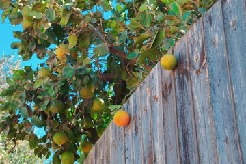 Citrus Tree Fresh Angled View. Garden Fence Blue Green Sunny