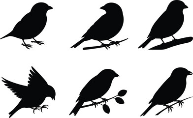 Silhouettes of Small Birds on Branches and in Flight avian wildlife
