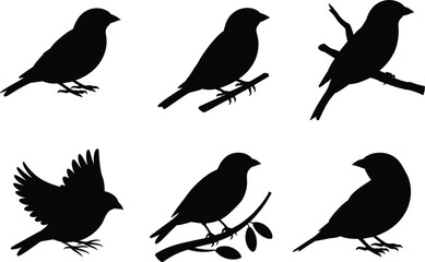 Six Black Silhouettes of Finches Perched and Flying on White Background bird
