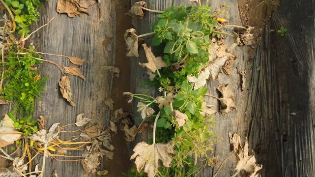 Fungal disease Powdery mildew on zucchini foliage in greenhouse, powdery mildew on cucurbits in glasshouse selective focus, Diseases and pests of squash vegetables and affect on zucchini squash leaves