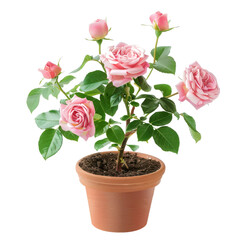 Pink Roses in Flower Pot &ndash; Isolated Botanical Illustration