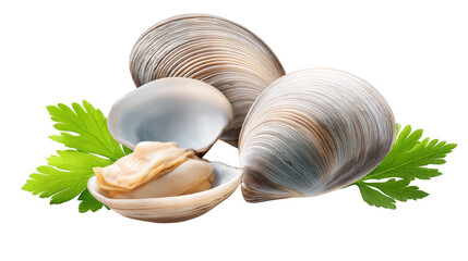 Clamchia marine life displayed clamchia shown with unique shell pattern clamchia