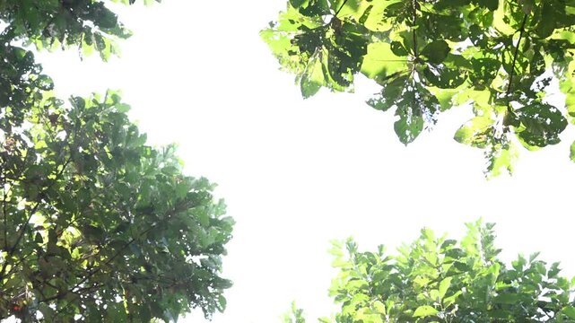 Teak trees in the wild and dense teak forest give a fresh and calming impression