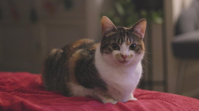 A young calico sitting on a red blanket in a home with light from the TV flickering