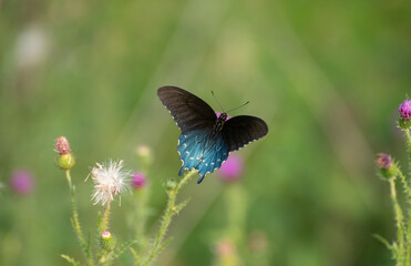 Spicebush butterfly feeding in thistle