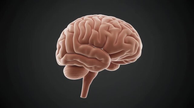 Detailed 3D Animation of the Human Brain Rotating Slowly Against a Dark Background Showing Cerebrum and Cerebellum Anatomy