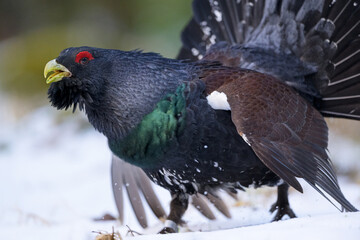 Western capercaillie on the move closeup
