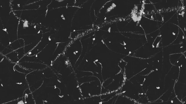 scribbled pencil crayon lines background overlay animation, particle line overlay black and white line, etching and dots