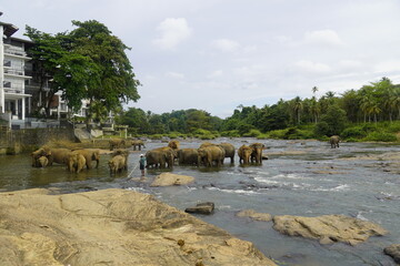 Asian Elephants Bathing and Crossing a River in Sri Lanka