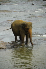 Asian Elephants Bathing and Crossing a River in Sri Lanka