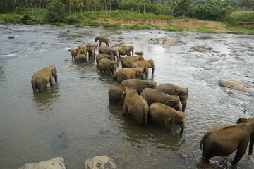 Asian Elephants Bathing and Crossing a River in Sri Lanka