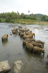 Asian Elephants Bathing and Crossing a River in Sri Lanka