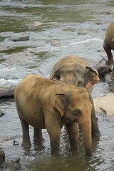 Asian Elephants Bathing and Crossing a River in Sri Lanka