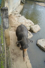 Asian Elephants Bathing and Crossing a River in Sri Lanka