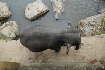 Asian Elephants Bathing and Crossing a River in Sri Lanka