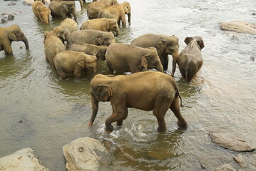 Asian Elephants Bathing and Crossing a River in Sri Lanka